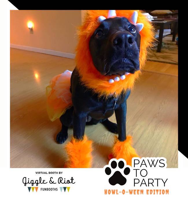 black dog in orange fuzzy costume
