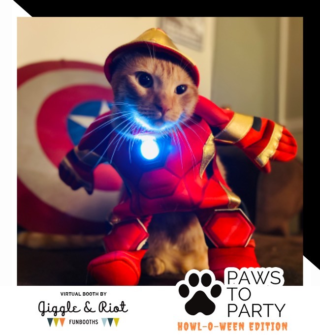 small orange cat in Marvel's iron man costume